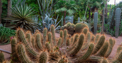 Naklejka na ściany i meble Panorama of The Majorelle Garden is a botanical garden and artist's landscape park in Marrakech, Morocco. Jardin Majorelle Cactus and tropical palms. Paradise inside the desert country