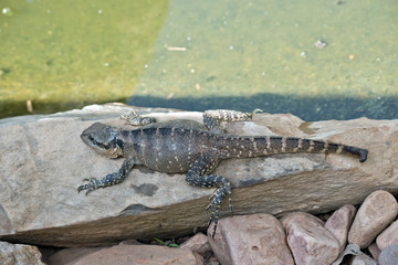 the water dragon warming himself in the sun