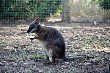a close up of an endangered tammar wallaby