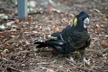 yellow tailed black cockatoo on the ground searching for food