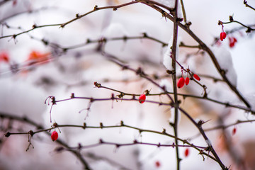 Waiting for the winter. First snow in the middle of autumn. Macro shot of white snow on top of brightly red autumn leaves and berries in barberry bush. Snow storm outside. Windy, cold weather. Frozen