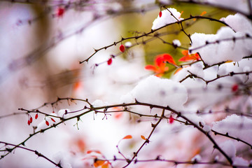 Waiting for the winter. First snow in the middle of autumn. Macro shot of white snow on top of brightly red autumn leaves and berries in barberry bush. Snow storm outside. Windy, cold weather. Frozen