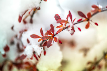 Waiting for the winter. First snow in the middle of autumn. Macro shot of white snow on top of brightly red autumn leaves and berries in barberry bush. Snow storm outside. Windy, cold weather. Frozen
