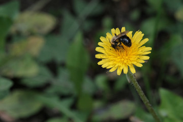 A wasp or bee collects nectar on a yellow dandelion flower. Summer. Green grass background. Small DOF. Copy space.