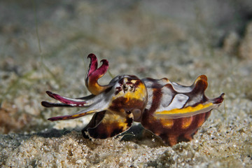 Underwater close-up photography of a flamboyant cuttlefish.