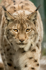 A big lynx is attentive outside in winter