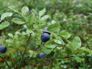 Bushes of blueberry with green summer leaves and ripe blue berries 