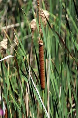 Brown Shrubbery in Grass