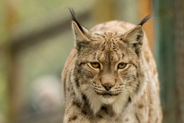 A big lynx is attentive outside in winter