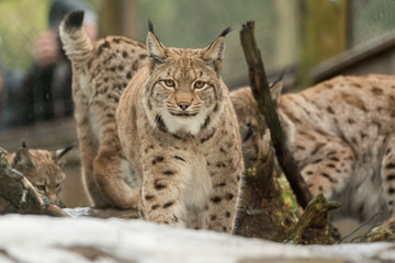 Naklejka na ściany i meble A big lynx is attentive outside in winter