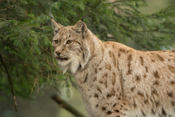 Naklejka na ściany i meble A big lynx is attentive outside in winter