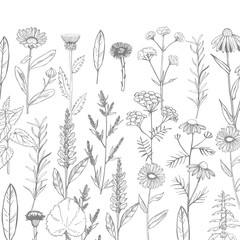 Vector background with hand drawn medicinal herbs. Sketch  illustration.