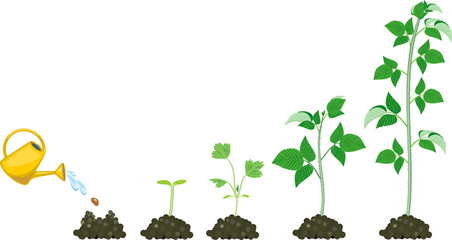 Growth stages of raspberry from planting a seed to plant with green leaves © Kazakova Maryia