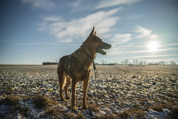 Deutscher Schäferhund im Winter