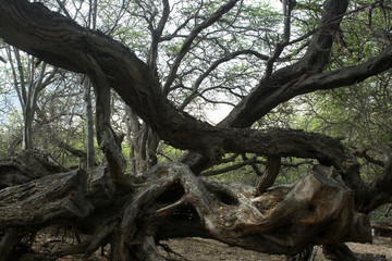 Fototapeta na wymiar antiguo árbol de algarrobo en bosque seco