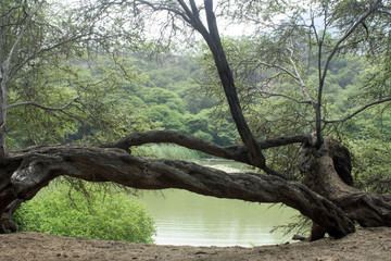 Árbol de algarrobo cerca de la orilla de una laguna