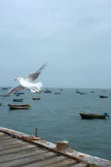 Fototapeta na wymiar Gaviota volando sobre un muelle de pesca en el norte de Perú