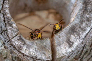 Hornet wasps sitting in their nest in a hole in an old tree trunk