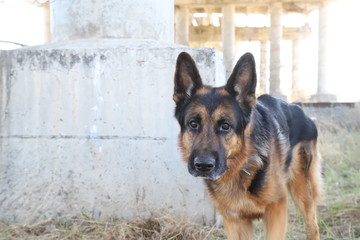 Dog German Shepherd under bridge outdoors