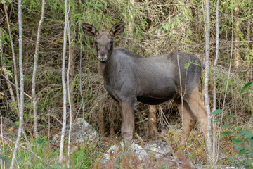Obraz na płótnie Canvas Young moose calf standing in a scrubby forest looking curiously at the photographer