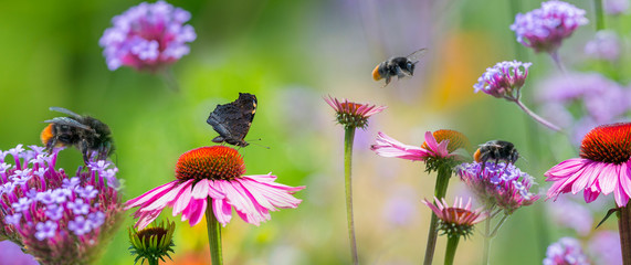 panoramic view - the garden with Echinacea flowers and butterfly and bumblebees