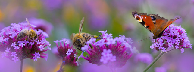 bees and butterfly on the flower garden - obrazy, fototapety, plakaty