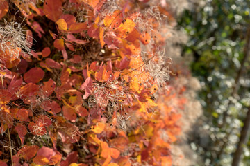Detail of a smoke tree in autumn