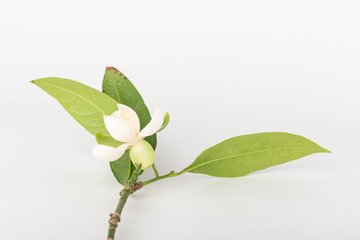 White magnolia flower and green leaf on isolated white background.