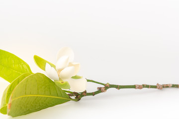 White magnolia flower and green leaf on isolated white background.