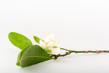 White magnolia flower and green leaf on isolated white background. © suwanb