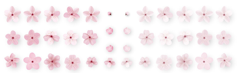 Fototapeta Realistic sakura or cherry blossom; Japanese Spring Flower Sakura; Pink Cherry Flower. obraz