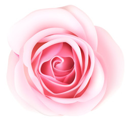 Decorative pink rose isolated on white background. Top view. Vector illustration. Spring flower