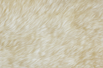 background and textured of real white cream wool sheep