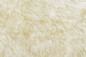 background and textured of real white cream wool sheep