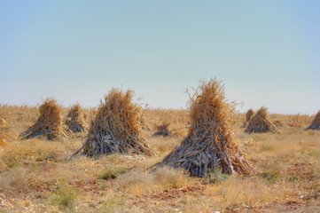 SHUCKED MAIZE STALK SHEAVES, Free State, South Africa. 