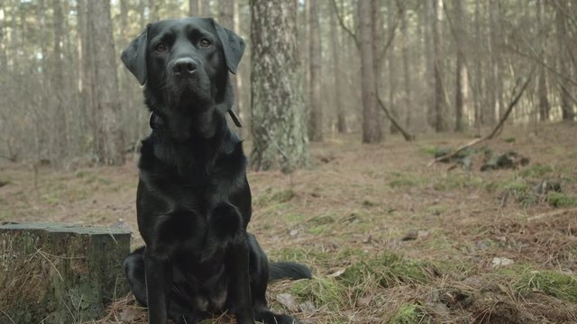 Black Labrador Dog Sitting And Walking Away In Forest