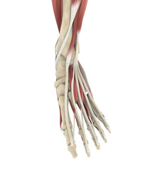 Obraz na płótnie Canvas Human Foot Muscles Anatomy
