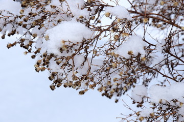 Schneebedeckte Zweige und verblühte Blumen im Winter