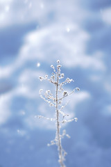 草に付く霧氷