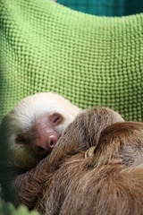 Faultier zum kuscheln