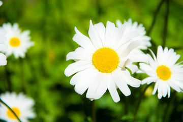 Stokrotki na łące © Heroc