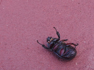 Insects die on the ground