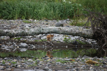 Altai region Russia mountain landscapes