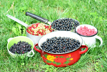 Harvesting house  garden berries in summer.
