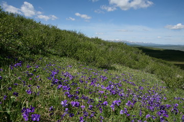Altai region Russia mountain landscapes