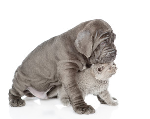 Neapolitan mastiff puppy hugging gray kitten in profile. isolated on white background