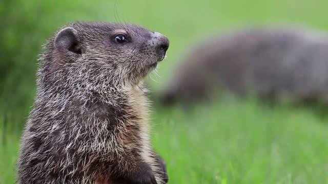 Cute little groundhog (Marmota Monax) in green grass stands alert then turns away another in background
