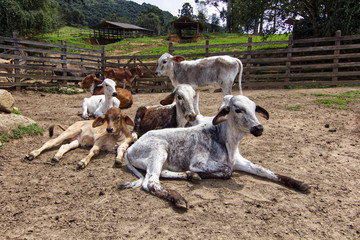 Descanso do Gado