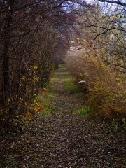 Way into forest