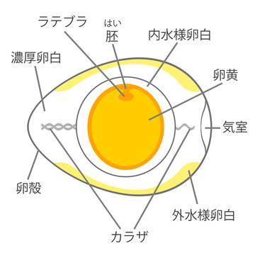 5 Best カラザ Images Stock Photos Vectors Adobe Stock 5 Best カラザ Images Stock Photos Vectors Adobe Stock